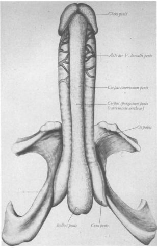Cuerpo cavernoso del pene erecto